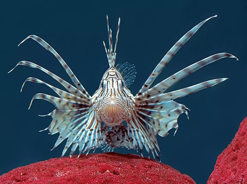 Pterois volitans above a red sponge